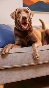 2.3K views · 81 reactions | We’d like to report a crime: he absolutely murdered that meal. Lucky for you, dry dog or cat food is 50% OFF when you spend $125 in store* *T&C’s apply. See your local store for details | Petco | Facebook