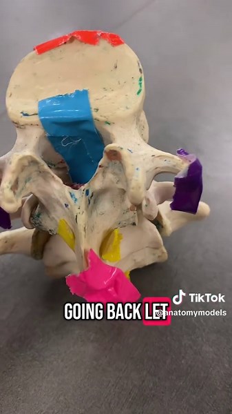 Understanding Vertebrae Ligaments: Anatomy Model Insights