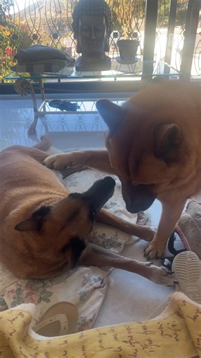 Delta and his daughter Bonnie 🫶🏼 | Retired police dog Delta