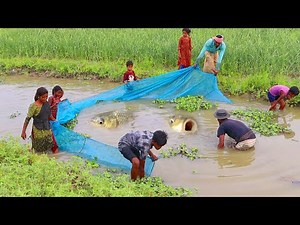 Best net fishing video - Amazing traditional net fishing video by village people - Fishing village