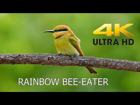 Australian Birds. Beautiful Rainbow Bee-eater. 4K. #birdlifeaustralia #natgeo #australianbirds