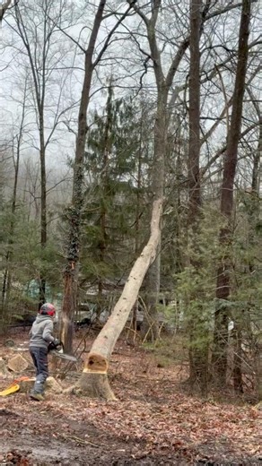 Target practice with tree felling 🤪 #targetpractice #felling #fyp #treework #stihl