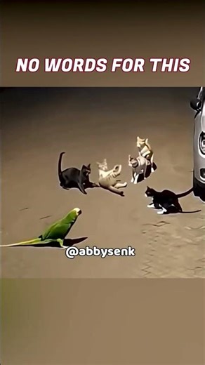 funniest parrot video #shorts #youtubeshorts #funny