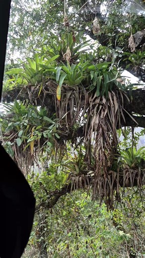 Videos de ma socorro (@socorrolopez24) con “Allá Pegado A La Sierra (Con Banda) - EL ABOYTES Y Su Carril Izquierdo”