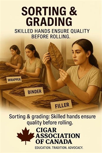 SORTING & GRADING: Skilled Hands Ensure Quality