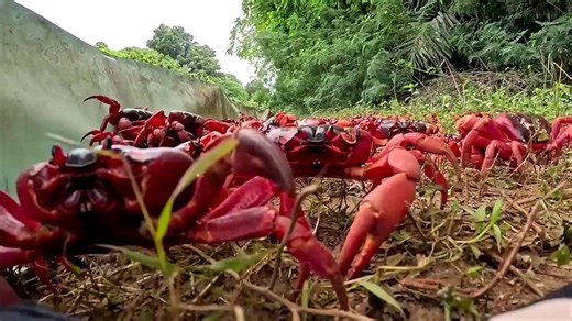 Red crab migration transforms Christmas Island into a sea of color