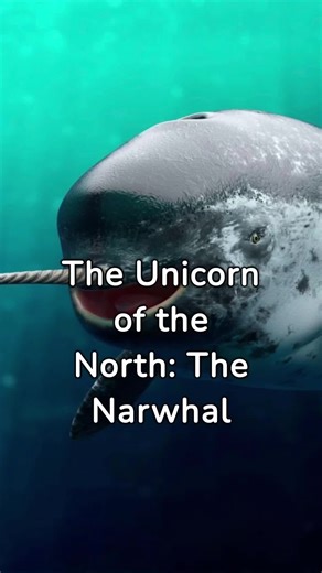 Did you know that unicorns exist? #unicorns #animals #facts #nature