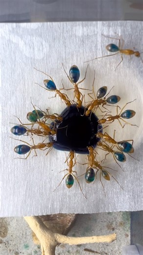 As requested by follower more ants drinking 🤩 Comment below what color I should do next … FYI pink doesn’t show that well . . . #ants #antkeeping #antkeeper #antman #antic #insect #insectkeeper #insectphotography #macro #macrophotography #macroinsects #wild #wildlife #biology #entomology #reels #reelsinstagram #reel #reelvideo #reelitfeelit #instagram #photography | Ant Bay