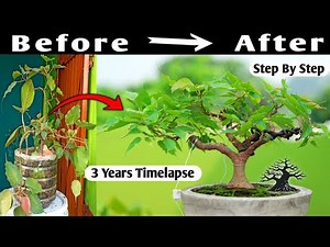 The Amazing Transformation Of A Ficus Bonsai In Time-lapse