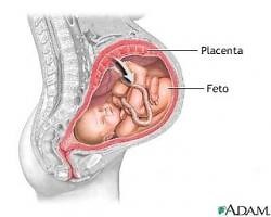 La placenta
