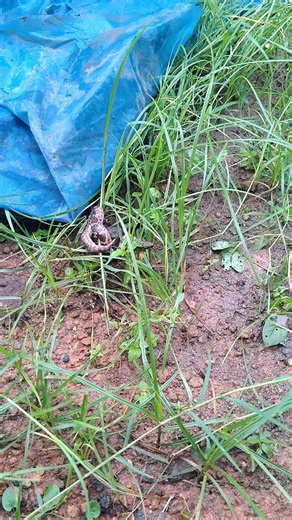 Identify the Snake Name #snake #snakevideo #snakeathome #CommonSandBoa #SandBoa #Snake #Reptile