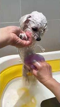 🐶 Dirty Pup Makeover Diary! ✨ | Bichon Pet SPA & Bath#CutePets#PetBath#BichonFrise#DirtyPupMakeover