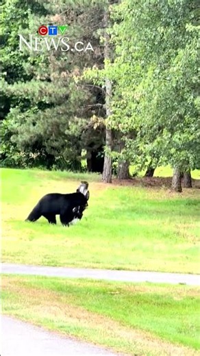 Bear steals golf clubs on B.C. course