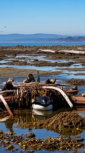 711K views · 10K reactions | Sea Otters Team Up To Save Stranded Orca! #rescue #animals #wildlife | Paul & Friends | Facebook