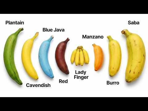 Every Popular Banana Explained
