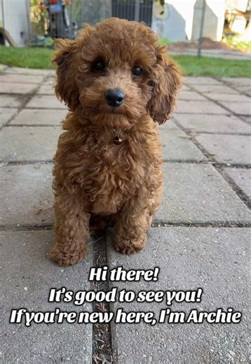 Archie's Tik Tok on TikTok