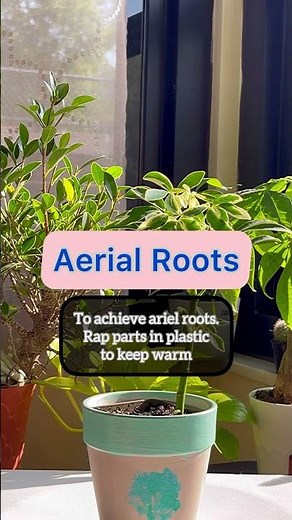 Schefflera Bonsai! Umbrella Tree Tips & Tricks! #schefflera #planthaul
