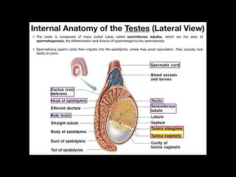 Male Reproductive Anatomy | Ejaculatory Pathway & Semenoegnic Glands