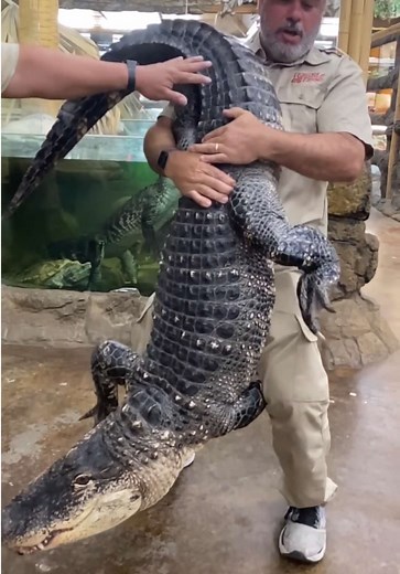 Big Darth the Alligator: A Hilarious Encounter