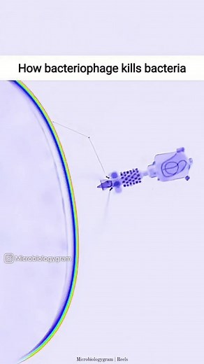 Science | NTA | NEET-25 Motivation 💡 on Instagram: "How bacteriophage kills bacteria 🦠 @neetaspirant__ like & share 🤌🏻❤️ Reposted from : @microbiologygram content! Video by Ayusha Shaner #bacteriophage #bacteriology #bacteria #lyticcycle #biology #biologyvideo #biologyreels #sciencereels #sciencevideos #science #neetaspirant__ #neetaspirantofficial #neetaspirants #neetug #neet24 #neet25 #ntaneet #physicswallah #allen #unacademy #biomentors"