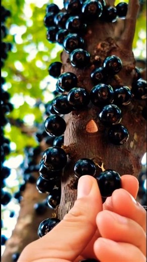 🤯 Unbelievable Fruits Growing on Tree Trunks 😱🍇 | Nature’s Rare Wonders #Shorts #viral #instagram