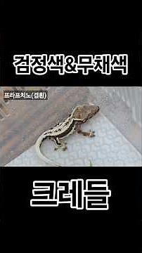 From azantine to cement, achromatic cradles #crestedgecko #lilywhite #gecko #petlizard #lizardcar...