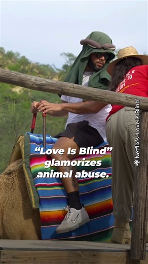 6.6K views · 344 reactions | Want the behind-the-scenes look into the camel ride industry that #LoveisBlind left out? Discover why this cruelty should be on no one’s bucket list  https://peta.vg/3yv9 | PETA (People for the Ethical Treatment of Animals) | Facebook