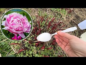 What to fertilize peonies with in spring