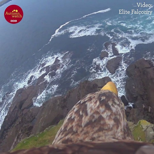 10M views · 18K reactions | Soar above Orkney's cliffs on the back of a white-tailed eagle  | BBC Springwatch | Facebook