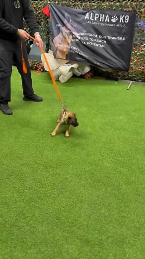 Wow amazing 😍🤩👍 #k9 #unity #dog #doglover #k9dogs | Radar & O'Reilly