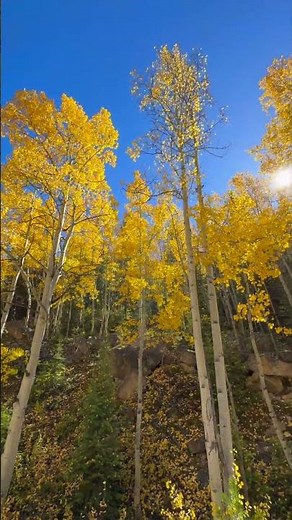 Golden Aspens Swaying in the Colorado Rockies | Peaceful Fall Moment