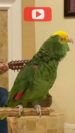 Tico sings Classic Rock