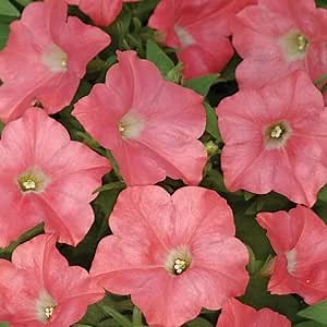 Outsidepride Coral Reef Easy Wave Petunia Seeds - 30 Pcs. Annual, Compact & Spreading Flower Seeds for Planting Low Growing Vibrant Blooms, Ideal for Garden Beds, Baskets & Container Displays
