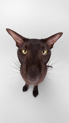 Oriental Cats vs. 10mm Lens: Cat Photography Showcase