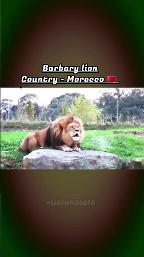 Lion from Different Countries.🌍 #wildlife #animals