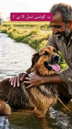 Bathing My Best Friend! (He Hates It!)#duet #dog #animals