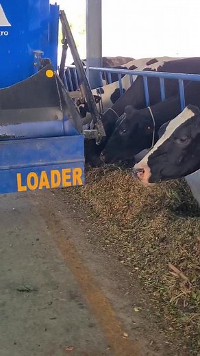 TMR (total mix ration) खुवाउए पानी बहेक अरु केही खुवाउनु पर्दैन पशुलाई! के हो त यो TMR? यो video मा TMR को बारेमा बुझौ अनि बनाउन सिकौ है। Video धेरै Share गरिदिनु होला। #smartkrishi #empowerment