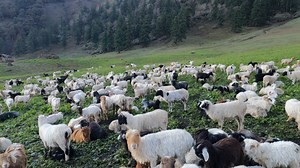 9.7K views · 149 reactions | The Himalaya sheep Mountain side summer season #dpnepal #himalayanlife #ShepherdLife #sheepfarming #sheep | Dpnepal | Facebook