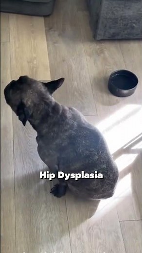 Still feeding your dog Dry & Stale Kibble?