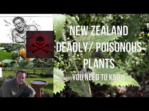 New Zealand's most deadliest and toxic plants. What you need to know.