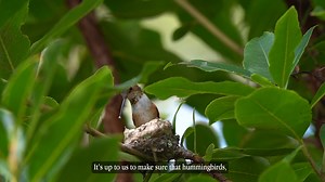 Learn how smart hummingbirds are and how you can help ensure their survival for generations to come. Together, we can protect these colorful flyers. | National Audubon Society