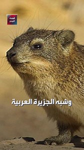 4.8K views · 67 reactions | شكلا يشبه الأرنب لكنه لا يملك ذيلا.. العثور على حيوان نادر في العوينات ، إليكم تفاصيل القصة | Al Hadath Libya الحدث الليبي | Facebook
