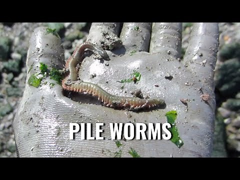 How to Catch Pile Worms and Keep them Alive!