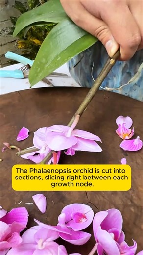 Garden Flowers on Instagram: "plant propagation tips"