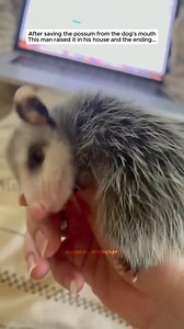 1.5K views | After saving the possum from the dog much, this man raised it in his house and the ending #animalshelter #puppy #rescuedogc | Animal World | Facebook
