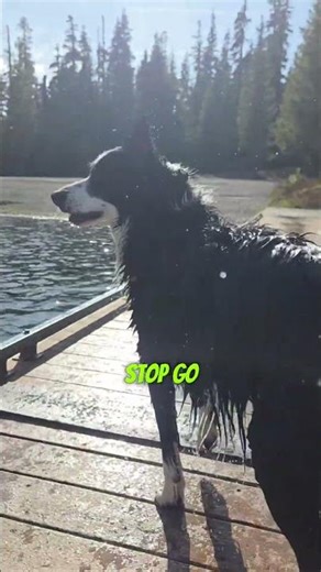 Just trying to enjoy peaceful Waldo Lake… until attacked by my vicious dog. 😂
