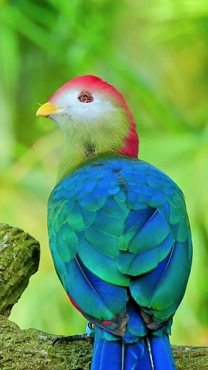 6K views · 122 reactions | World beautiful birds ( Red-crested turaco ) #birds #crestedturaco #relax #music #trees #lake #nature #wildlifephotography #wildlife #wildlifeplanet #wildanimals #trendingreels Bird Lovers | Bird Lovers | Facebook