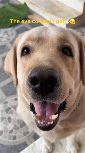 @tlt.pupworld on Instagram: "the only loyal eyes🤍 Follow: @tlt.pupworld #leo #eyes #melting #loveoflife #him #lab #dogsofinstagram #chottu #pupworld #labrador #trendingreels #viralvideos #algorithms #kerala #romantic #pedigree #cute #loyal #tlt"
