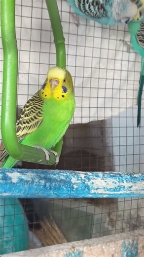 parakeet chirping #birdchirping#birds #animalsounds #budgies #thebirdsonggroup #birdschirping#parrot