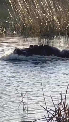 824K views · 5.1K reactions | Hippo Attacks 3 Lions Crossing the River - Great Plains Conservation | Latest Sightings - Kruger | Facebook